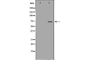 Western blot analysis of Mouse liver tissue lysates, using KNG1 Antibody.