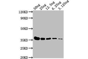 Western Blot Positive WB detected in: E-tagged fusion protein at 50 ng, 25 ng, 12. (E Tag Antikörper)