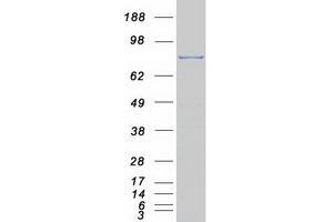 Western Blotting (WB) image for Transducin-Like Enhancer of Split 1 (E(sp1) Homolog, Drosophila) (TLE1) protein (Myc-DYKDDDDK Tag) (ABIN2733811)