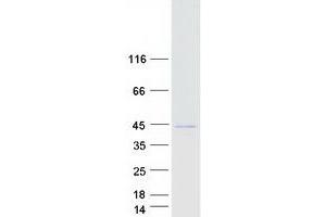 Western Blotting (WB) image for F-Box Protein 4 (FBXO4) (Transcript Variant 1) protein (Myc-DYKDDDDK Tag) (ABIN2720958)