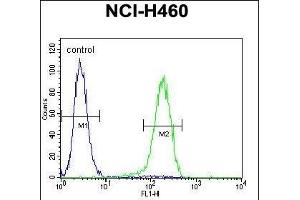 PREF6 Antibody (C-term) (ABIN655365 and ABIN2844922) flow cytometric analysis of NCI- cells (right histogr) compared to a negative control cell (left histogr). (PRAMEF6 Antikörper  (C-Term))