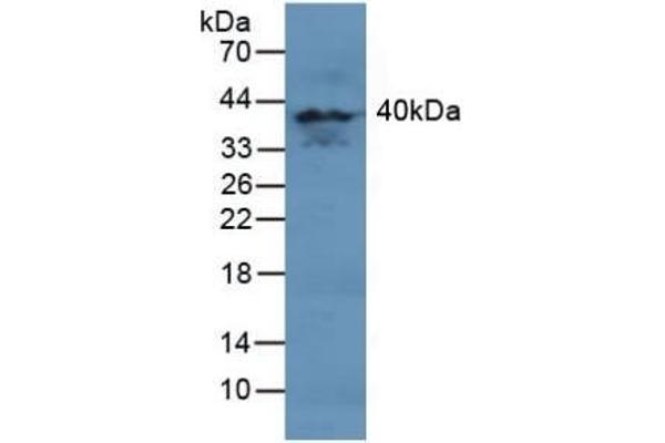 MAPK11 Antikörper  (AA 38-277)