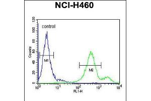 Flow cytometric analysis of NCI-H460 cells (right histogram) compared to a negative control cell (left histogram). (EBPL Antikörper  (C-Term))