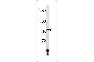 LIG4 Antibody (N-term) (ABIN1881497 and ABIN2843215) western blot analysis in human placenta tissue lysates (35 μg/lane). (LIG4 Antikörper  (N-Term))