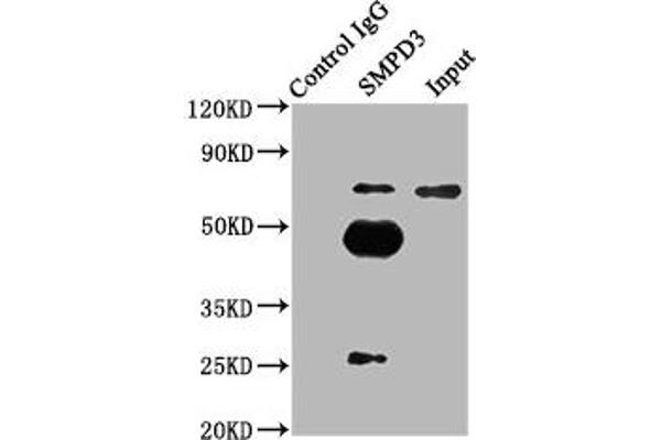 SMPD3 Antikörper  (AA 401-655)