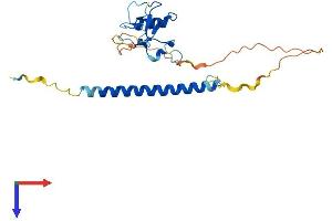 THAP3 Protein (AA 1-218) (His tag)