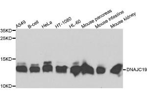 Western blot analysis of extracts of various cells, using DNAJC19 antibody.
