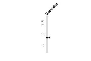 Western blot analysis of lysates from mouse cerebellum tissue (from left to right), using EIF1 Antibody (C-term) (ABIN6242931 and ABIN6577889). (EIF1 Antikörper  (C-Term))