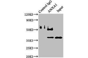 Western Blotting (WB) image for anti-Annexin A1 (ANXA1) (AA 5-346) antibody (ABIN7144255)