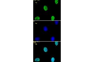 Histone H3K4me2 antibody (pAb) tested by immunofluorescence. (Histone 3 Antikörper  (2meLys4))