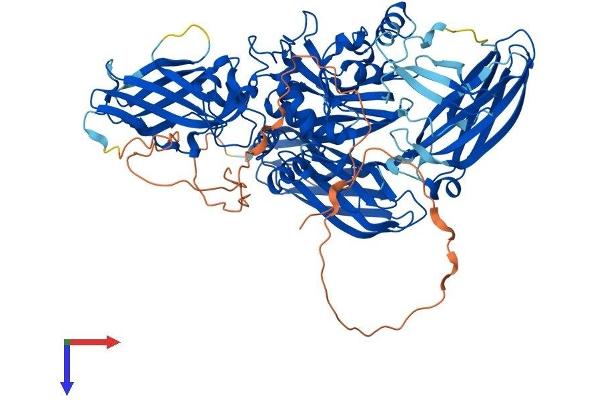 TGM1 Protein (AA 1-815) (His tag)