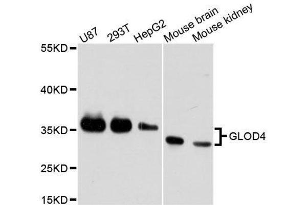 GLOD4 Antikörper  (AA 179-298)