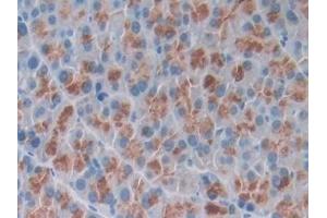 Detection of OSTN in Mouse Pancreas Tissue using Polyclonal Antibody to Osteocrin (OSTN) (Osteocrin Antikörper  (AA 26-130))