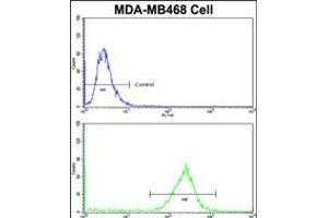 Flow cytometric analysis of MDA-MB468 cells using PRDX3 Antibody (N-term)(bottom histogram) compared to a negative control cell (top histogram)FITC-conjugated goat-anti-rabbit secondary antibodies were used for the analysis. (Peroxiredoxin 3 Antikörper  (N-Term))