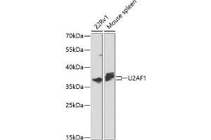 Western blot analysis of extracts of various cell lines, using U2 antibody (ABIN6130748, ABIN6149754, ABIN6214722 and ABIN6214724) at 1:1000 dilution. (U2AF1 Antikörper  (AA 1-240))