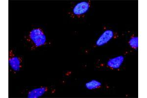 Proximity Ligation Assay (PLA) image for anti-Hepatocyte Growth Factor (Hepapoietin A, Scatter Factor) (HGF) (AA 1-728) antibody (ABIN516424)