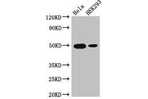 Western Blot Positive WB detected in: Hela whole cell lysate, HEK293 whole cell lysate All lanes: JUND antibody at 3 μg/mL Secondary Goat polyclonal to rabbit IgG at 1/50000 dilution Predicted band size: 36 kDa Observed band size: 50 kDa (JunD Antikörper  (AA 1-136))