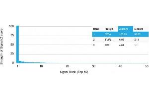 Analysis of Protein Array containing more than 19,000 full-length human proteins using CD3e Mouse Monoclonal Antibody (C3e/2478) Z- and S- Score: The Z-score represents the strength of a signal that a monoclonal antibody (MAb) (in combination with a fluorescently-tagged anti-IgG secondary antibody) produces when binding to a particular protein on the HuProtTM array. (CD3 epsilon Antikörper  (AA 23-119))