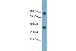 WB Suggested Anti-KHDRBS2 Antibody Titration: 0. (KHDRBS2 Antikörper  (N-Term))