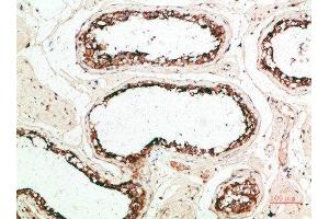 Immunohistochemical analysis of paraffin-embedded human-testis, antibody was diluted at 1:200 (MZB1 Antikörper  (AA 1-50))