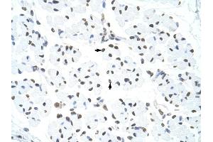 HNRPUL1 antibody was used for immunohistochemistry at a concentration of 4-8 ug/ml to stain Skeletal muscle cells (arrows) in Human Muscle. (HNRNPUL1 Antikörper  (C-Term))
