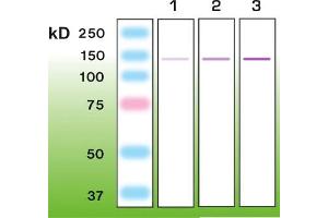 Western Blotting (WB) image for anti-Nephrosis 1, Congenital, Finnish Type (Nephrin) (NPHS1) (AA 53-101), (C-Term) antibody (ABIN870340) (Nephrin Antikörper  (C-Term))