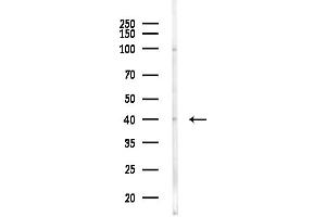anti-Opsin 1 (Cone Pigments), Short-Wave-Sensitive (OPN1SW) (N-Term) antibody