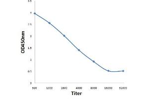 Antigen: 0. (RPS6KB1 Antikörper  (pThr412))