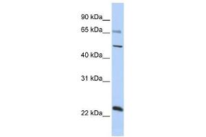 ZNF597 antibody used at 0.