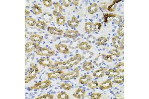 Immunohistochemistry of paraffin-embedded rat kidney using PIK3CA antibody. (PIK3CA Antikörper)