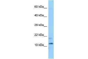 WB Suggested Anti-Phpt1 Antibody Titration: 1. (PHPT1 Antikörper  (C-Term))