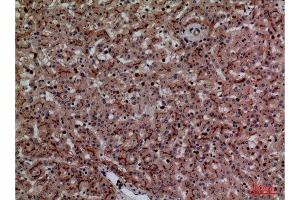Immunohistochemistry (IHC) analysis of paraffin-embedded Human Liver, antibody was diluted at 1:100. (CEACAM1/5 Antikörper  (N-Term))