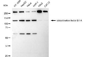 Western blotting analysis using ubiquitination factor E4 A antibody (ABIN7800764).