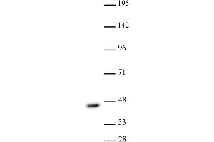 CBX8 antibody (pAb) tested by Western blot. (CBX8 Antikörper  (C-Term))