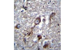 Immunohistochemistry analysis in formalin fixed and paraffin embedded human brain tissue reacted with PLEKHH1 Antibody (C-term) followed which was peroxidase conjugated to the secondary antibody and followed by DAB staining. (PLEKHH1 Antikörper  (C-Term))
