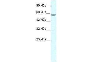 WB Suggested Anti-GTF2E1 Antibody Titration:  0. (GTF2E1 Antikörper  (C-Term))