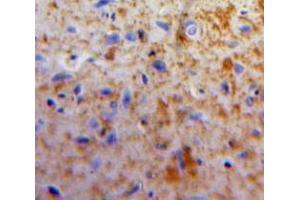 IHC-P analysis of Brain tissue, with DAB staining. (Apelin Antikörper  (AA 24-77))