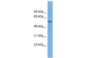 WB Suggested Anti-GAS8 Antibody Titration:  0. (GAS8 Antikörper  (Middle Region))