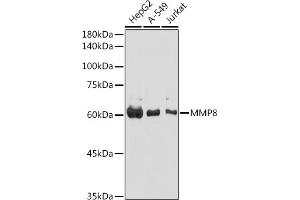 Western blot analysis of extracts of various cell lines, using MMP8 antibody (ABIN3015770, ABIN3015771, ABIN3015772 and ABIN6219115) at 1:1000 dilution. (MMP8 Antikörper  (AA 101-467))