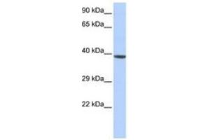 Image no. 1 for anti-Homeobox A2 (HOXA2) (C-Term) antibody (ABIN6740559) (HOXA2 Antikörper  (C-Term))