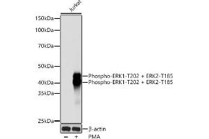 Western blot analysis of extracts of Jurkat cells, using Phospho-ERK1-T202 + ERK2-T185 Rabbit mAb (ABIN7268610) at 1:1000 dilution. (ERK1/2 Antikörper  (pThr185, pThr202))