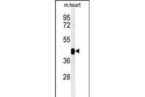 Western blot analysis of B3GNT7 Antibody (Center) jpg in mouse heart tissue lysates (35 μg/lane). (B3GNT7 Antikörper  (AA 256-282))