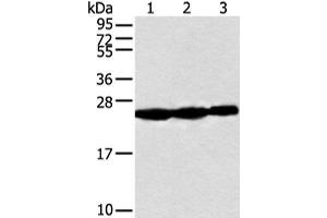 Western blot analysis of Human fetal muscle tissue Raji and Jurkat cell using NDUFB10 Polyclonal Antibody at dilution of 1:300 (NDUFB10 Antikörper)