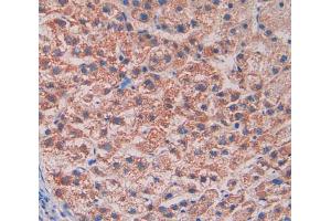 IHC-P analysis of liver tissue, with DAB staining. (Reelin Antikörper  (AA 3142-3460))
