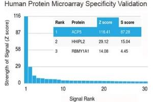 Analysis of HuProt(TM) microarray containing more than 19,000 full-length human proteins using recombinant TRAcP antibody (clone rACP5/1070). (ACP5 Antikörper)