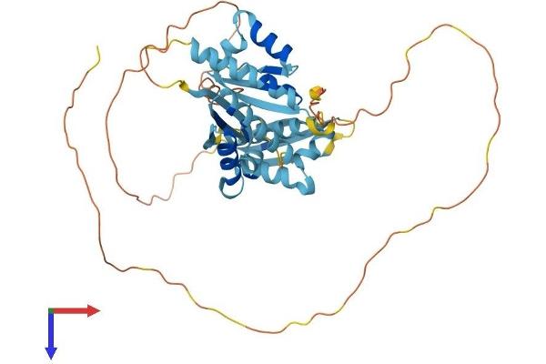 PCBP4 Protein (AA 1-403) (His tag)