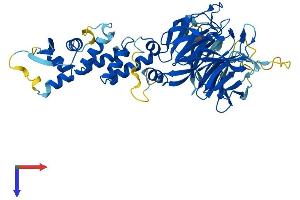 AlphaFold protein structure predicition of Mouse Recombinant Klhl42 Protein, UniprotID Q8BFQ9