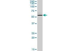 CAP1 MaxPab rabbit polyclonal antibody. (CAP1 Antikörper  (AA 1-475))