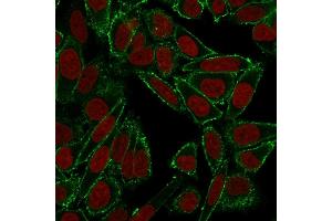 Confocal immunofluorescence image of HeLa cells using CD44 Mouse Monoclonal Antibody (HCAM/918) in Green (CF488) and Reddot is used to label the nuclei Red. (CD44 Antikörper)