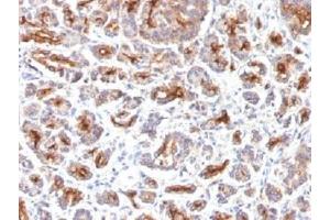 IHC testing of FFPE human pancreas with CFTR antibody (clone SPM176). (CFTR / Cystic Fibrosis Transmembrane Regulator Antikörper)